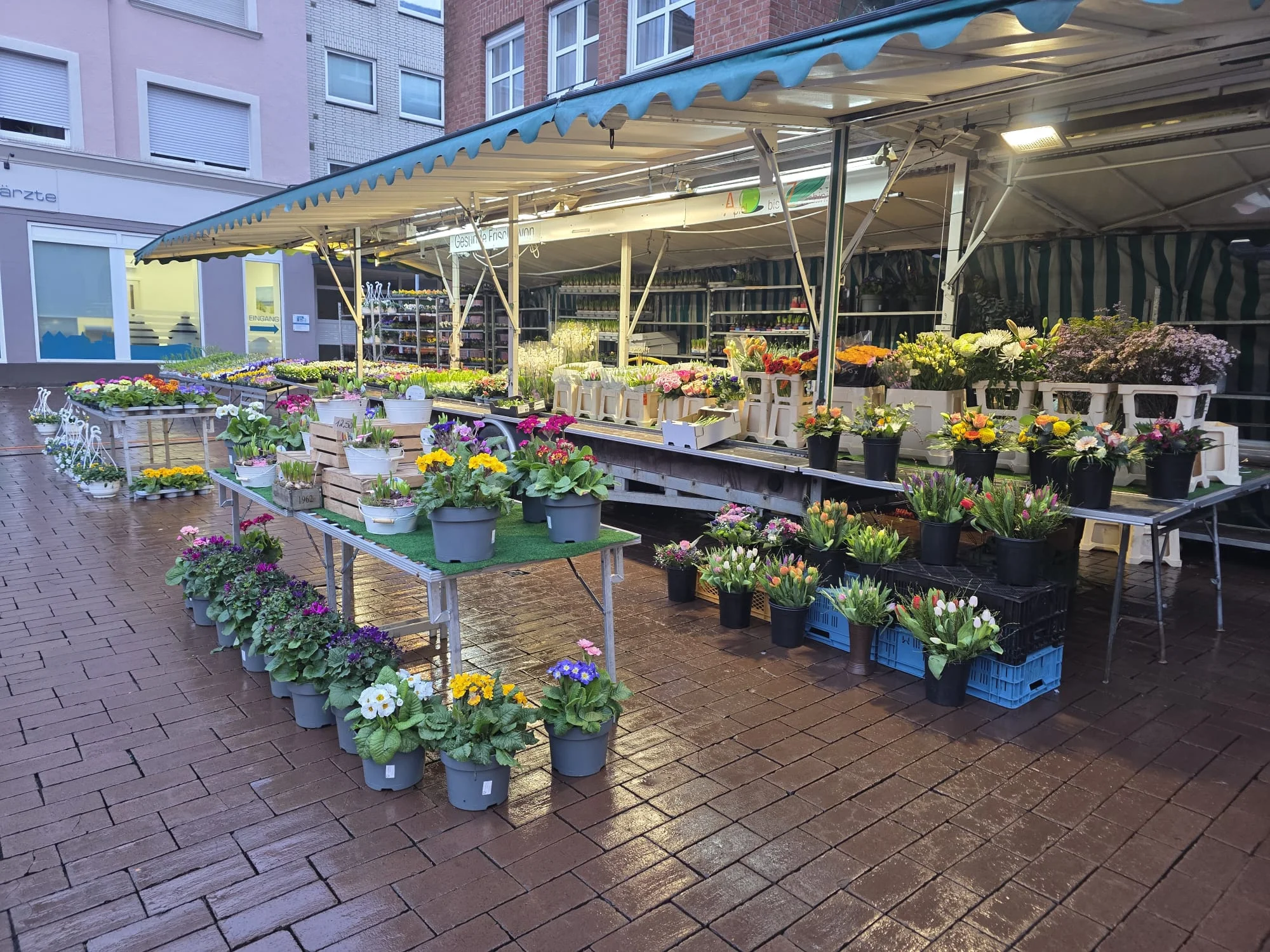 Der Marktstand von Blumen Malchow mit großer Blumen- und Pflanzenauswahl