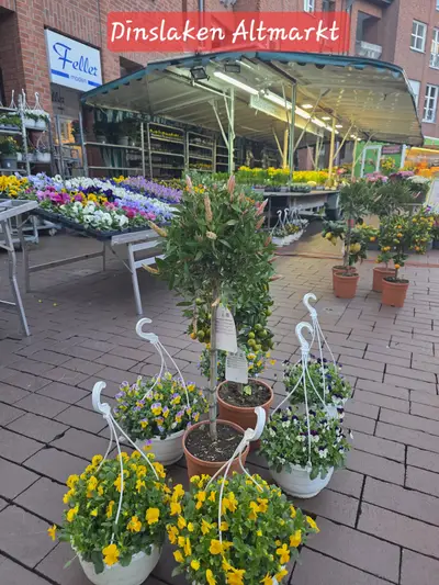 Blumenstand von Blumen Malchow auf dem Wochenmarkt Dinslaken Altmarkt