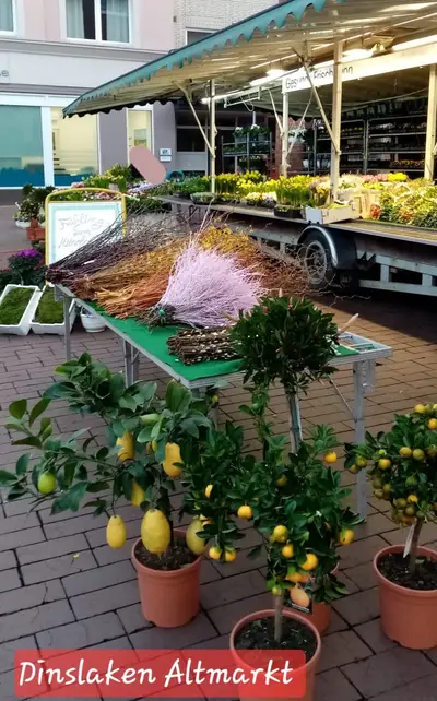 Saisonale Frühlingsblumen am Stand Dinslaken Altmarkt