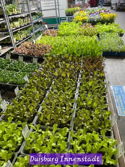 Saisonpflanzen am Marktstand in der Duisburger Innenstadt