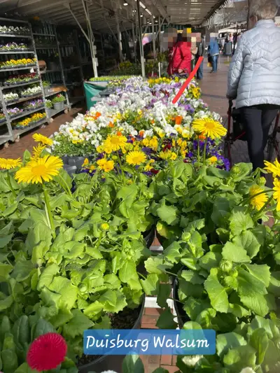 Blumen- und Pflanzenstand von Blumen Malchow in Duisburg-Walsum