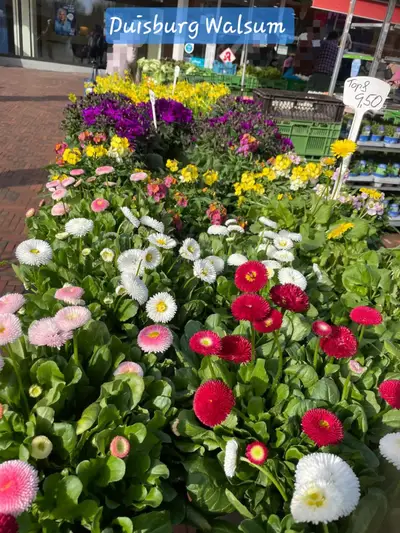 Frische Beet- und Balkonpflanzen am Stand in Duisburg-Walsum