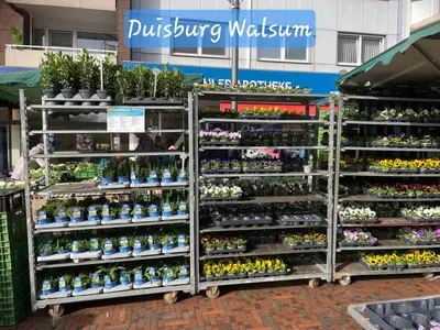 Gut gefüllte Pflanzenregale am Marktstand in Duisburg-Walsum
